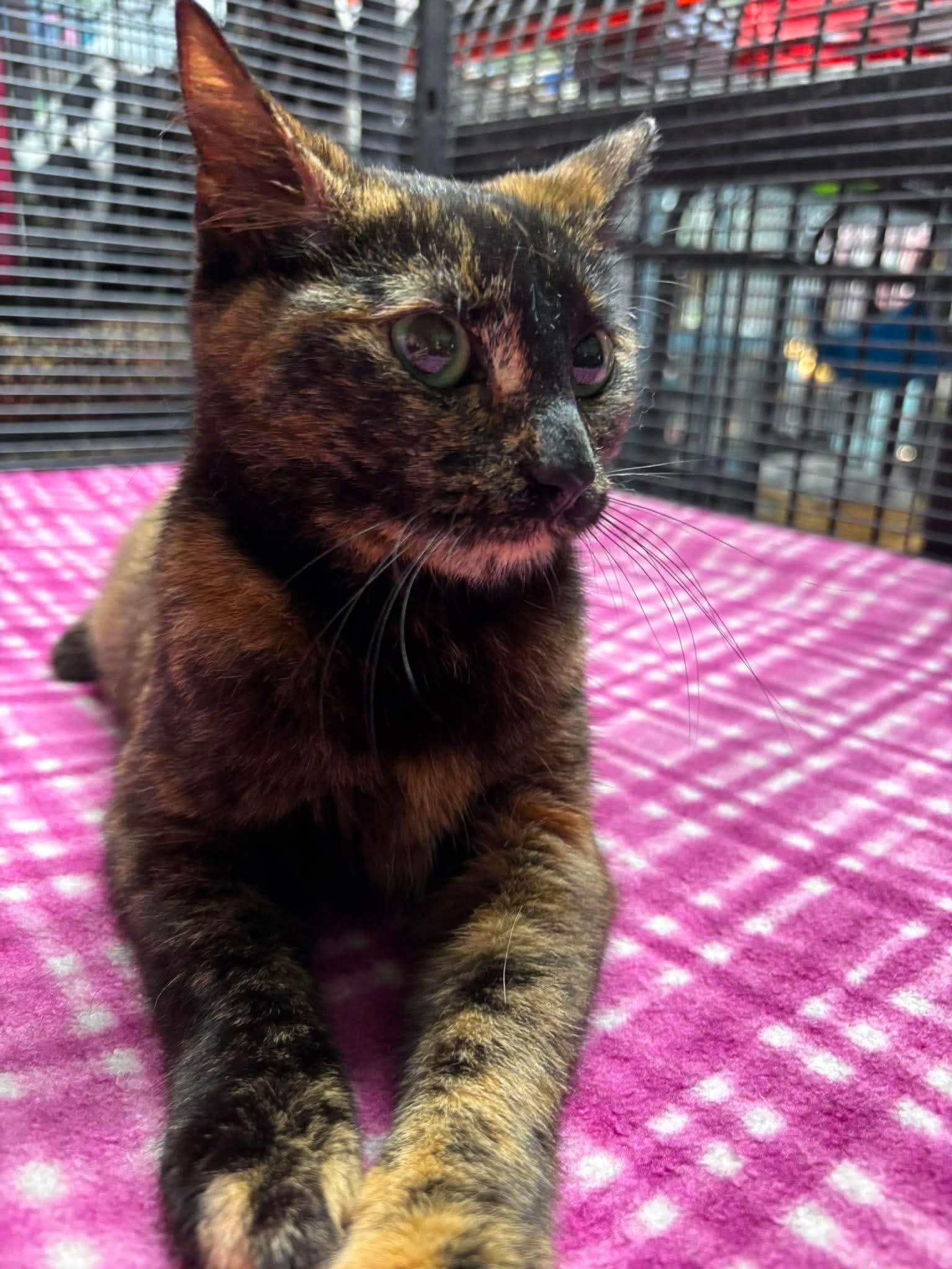 LUCY 2, an adopted Domestic Short Hair in Tillsonburg, ON image 3/5