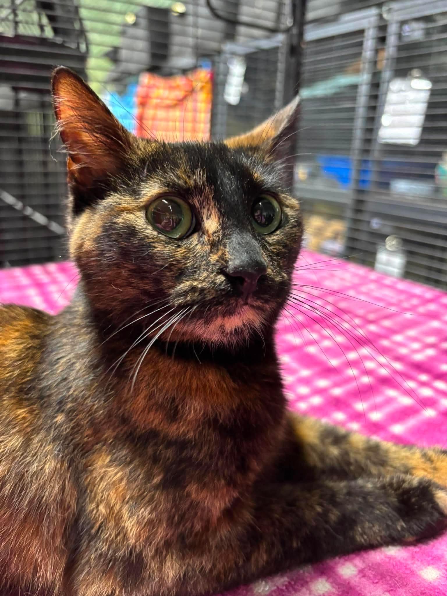LUCY 2, an adopted Domestic Short Hair in Tillsonburg, ON image 2/5