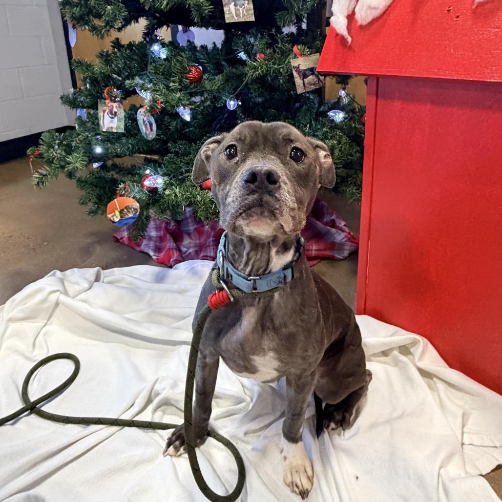 Korra, Adoptable, Adult Female Pit Bull Terrier.