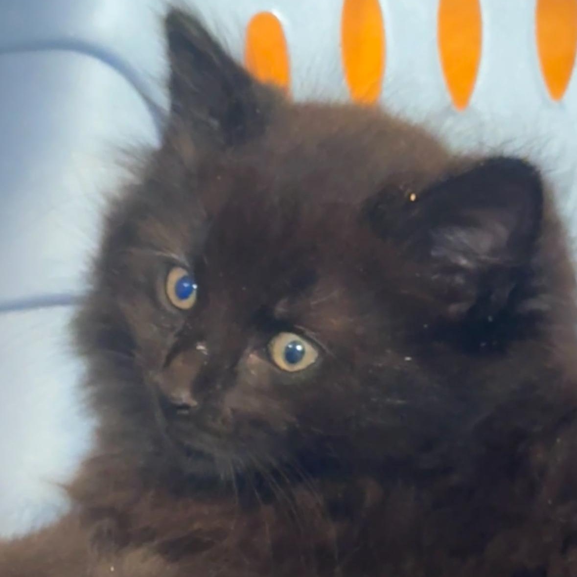 Malarkey, Baby Male Domestic Long Hair