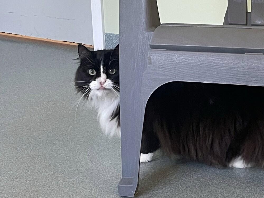 Boo, Adoptable, Senior Male Domestic Long Hair.
