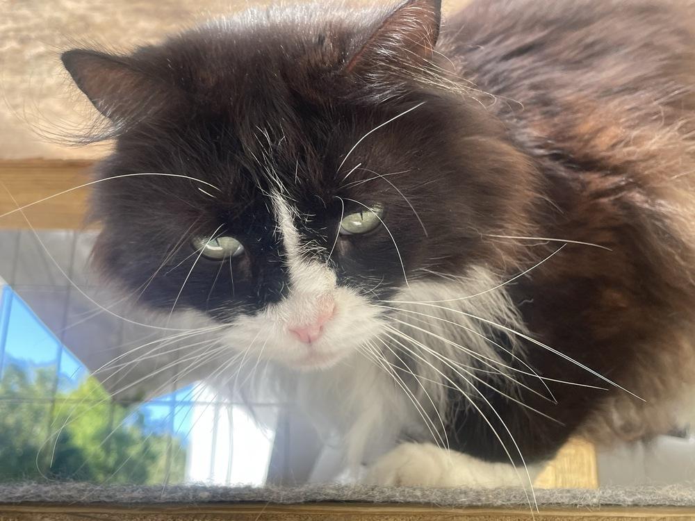 Enlarge Boo, a Adoptable Domestic Long Hair in Trenton, ME image 2/6