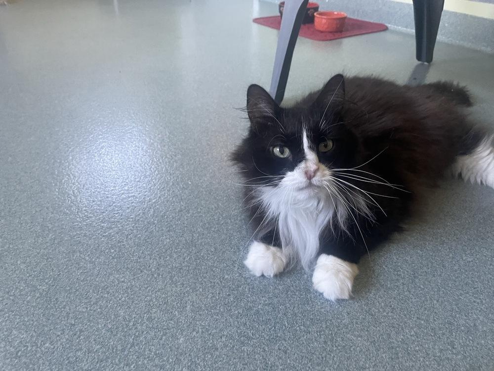 Enlarge Boo, a Adoptable Domestic Long Hair in Trenton, ME image 3/6