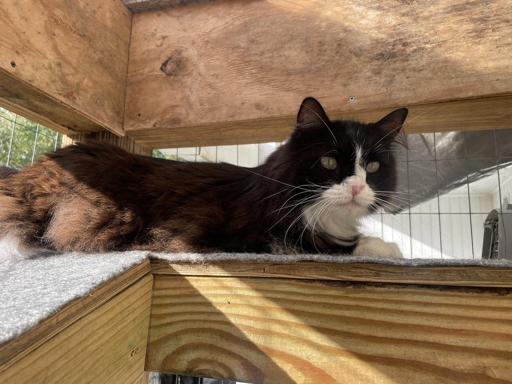 Enlarge Boo, a Adoptable Domestic Long Hair in Trenton, ME image 4/6