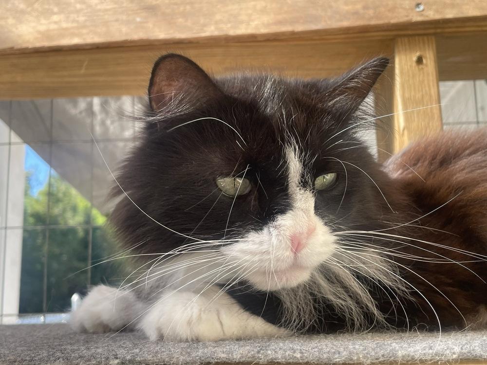 Enlarge Boo, a Adoptable Domestic Long Hair in Trenton, ME image 5/6