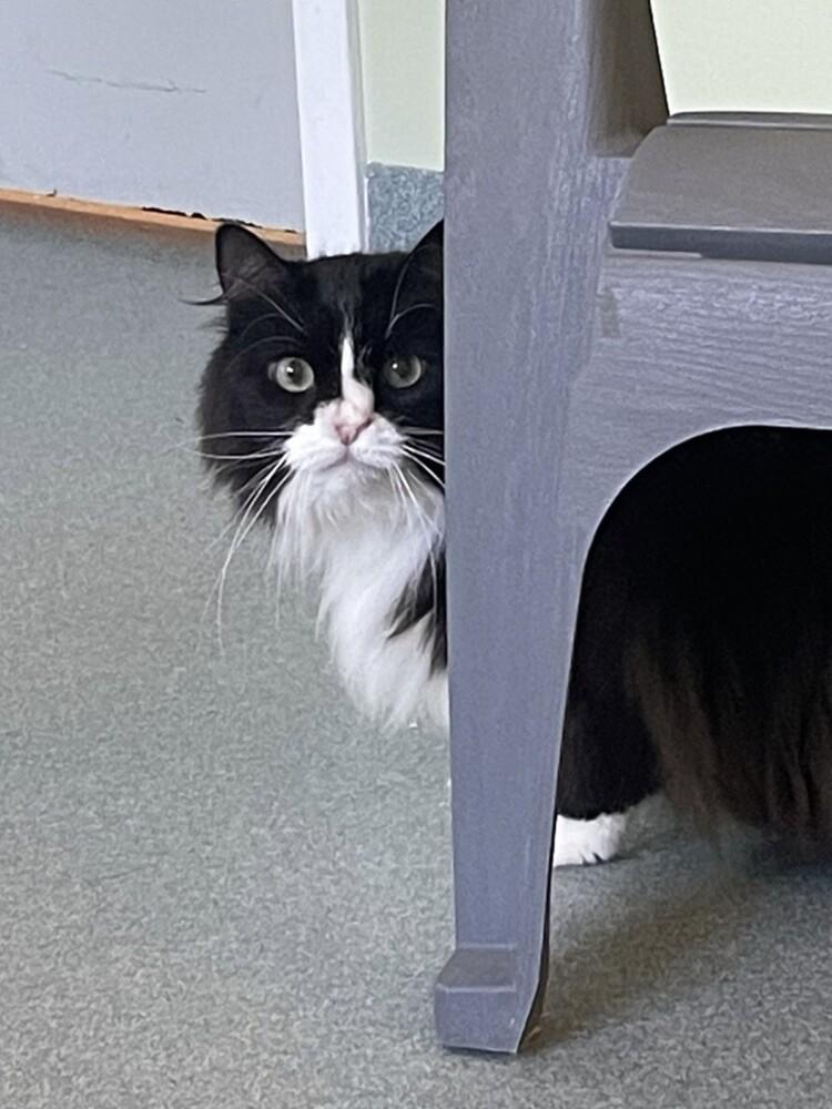 Enlarge Boo, a Adoptable Domestic Long Hair in Trenton, ME image 2/2