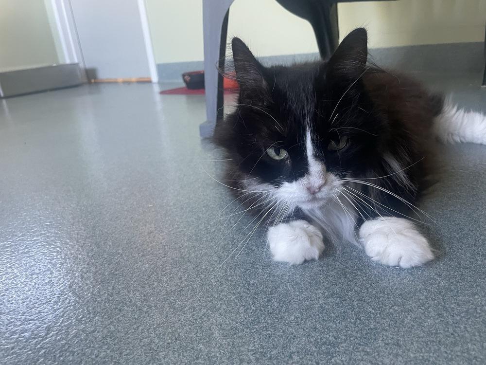 Enlarge Boo, a Adoptable Domestic Long Hair in Trenton, ME image 6/6