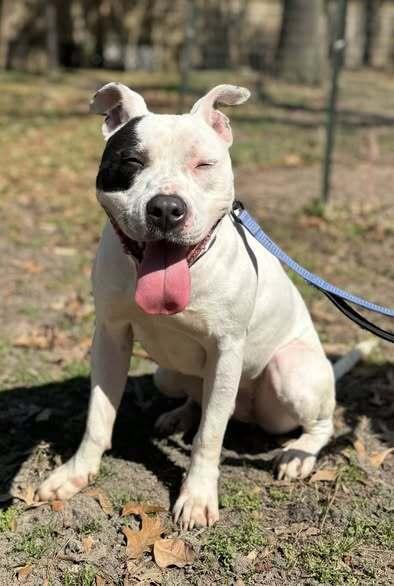 Wishbone, a Adoptable mixed breed in Milton, DE image 1/3