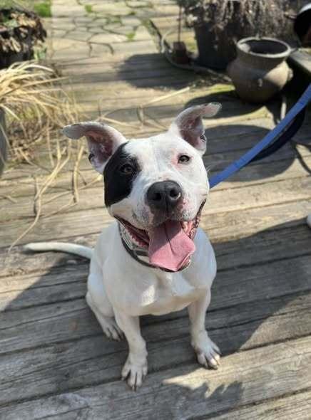 Wishbone, a Adoptable mixed breed in Milton, DE image 2/3