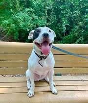 Enlarge Wishbone, a Adoptable mixed breed in Milton, DE image 3/5