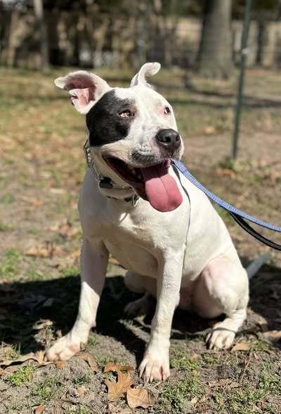 Wishbone, a Adoptable mixed breed in Milton, DE image 3/3