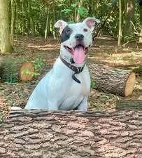 Enlarge Wishbone, a Adoptable mixed breed in Milton, DE image 5/5