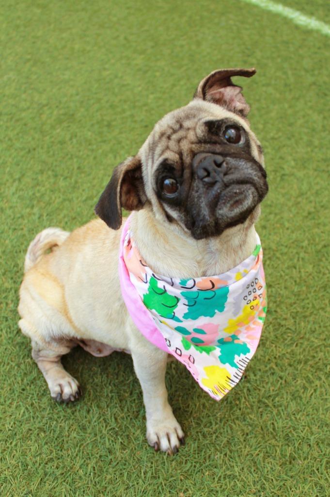 Enlarge Scone, a Adoptable Pug in Gardena, CA image 1/6