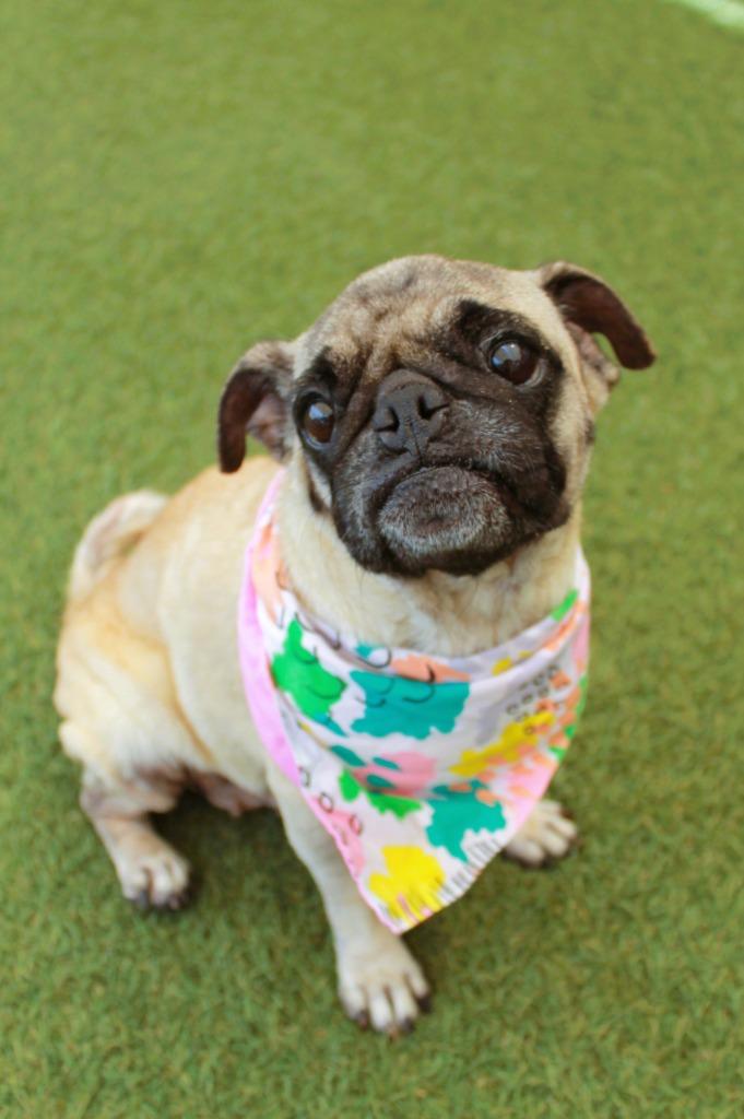 Enlarge Scone, a Adoptable Pug in Gardena, CA image 2/6