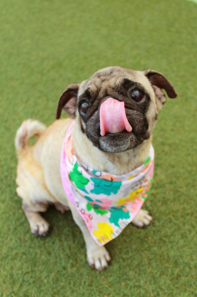 Enlarge Scone, a Adoptable Pug in Gardena, CA image 3/6