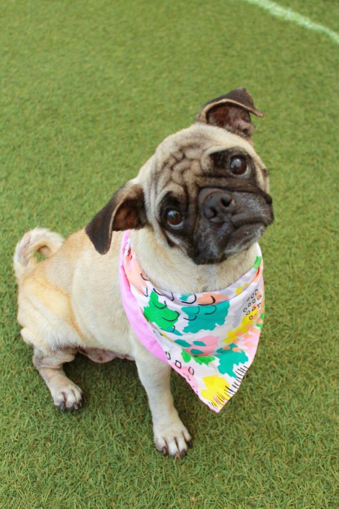 Enlarge Scone, a Adoptable Pug in Gardena, CA image 4/6