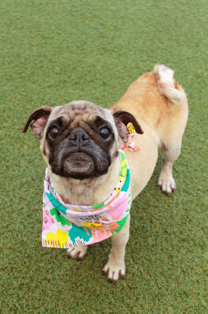 Enlarge Scone, a Adoptable Pug in Gardena, CA image 5/6