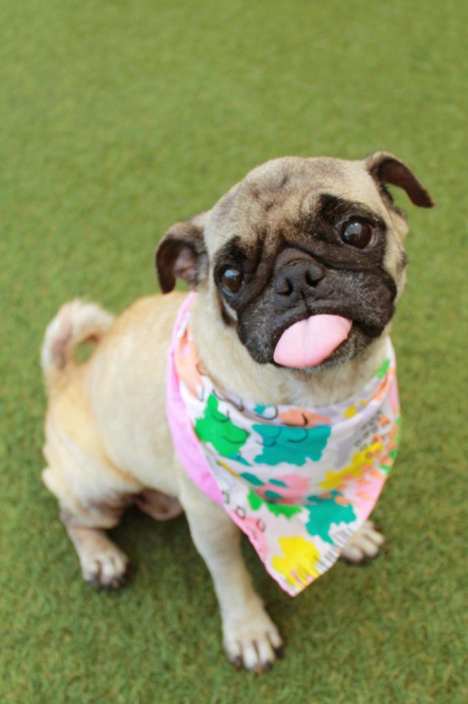 Enlarge Scone, a Adoptable Pug in Gardena, CA image 6/6