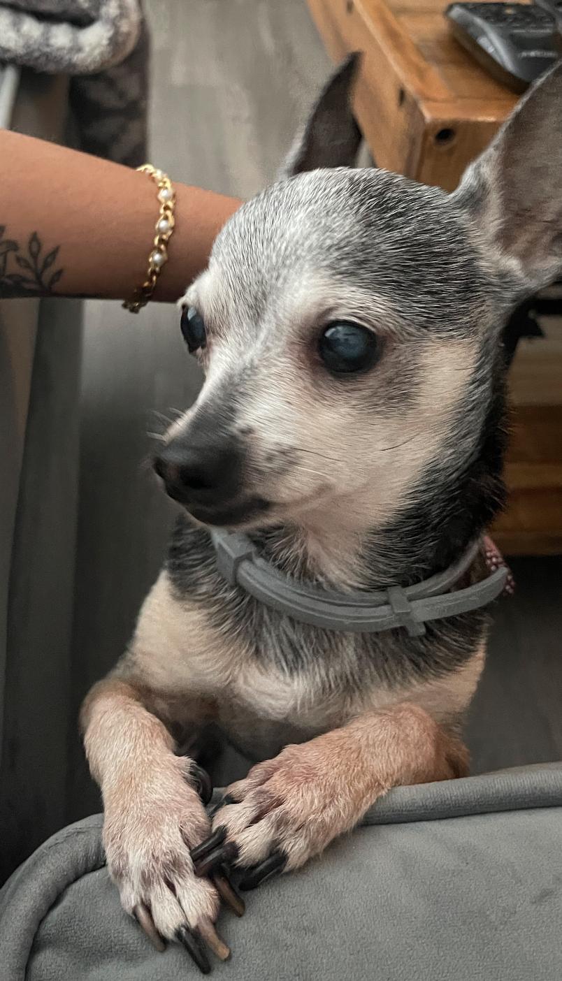Pacho, Adoptable, Senior Male Chihuahua.