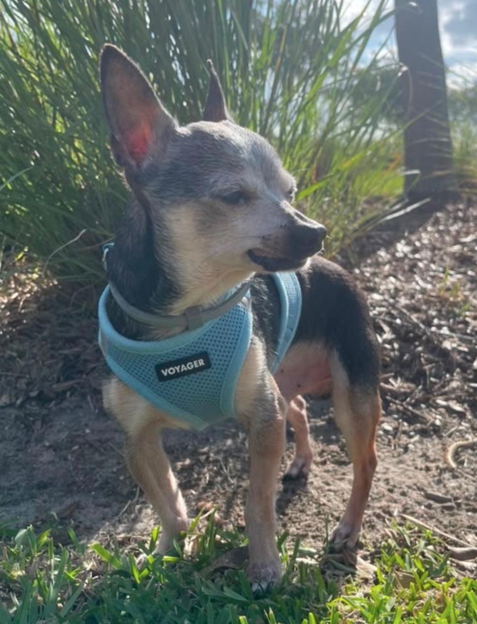 Enlarge Pacho, a Adoptable Chihuahua in Osteen, FL image 2/3