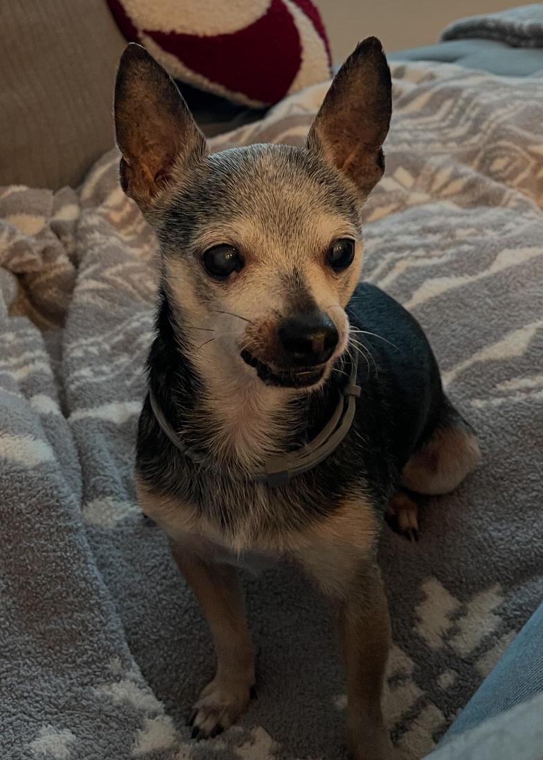 Enlarge Pacho, a Adoptable Chihuahua in Osteen, FL image 3/3