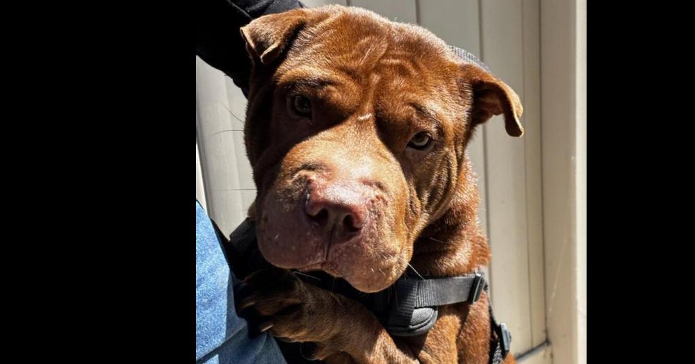 Sasha, Adopted, Adult Female Shar-Pei.