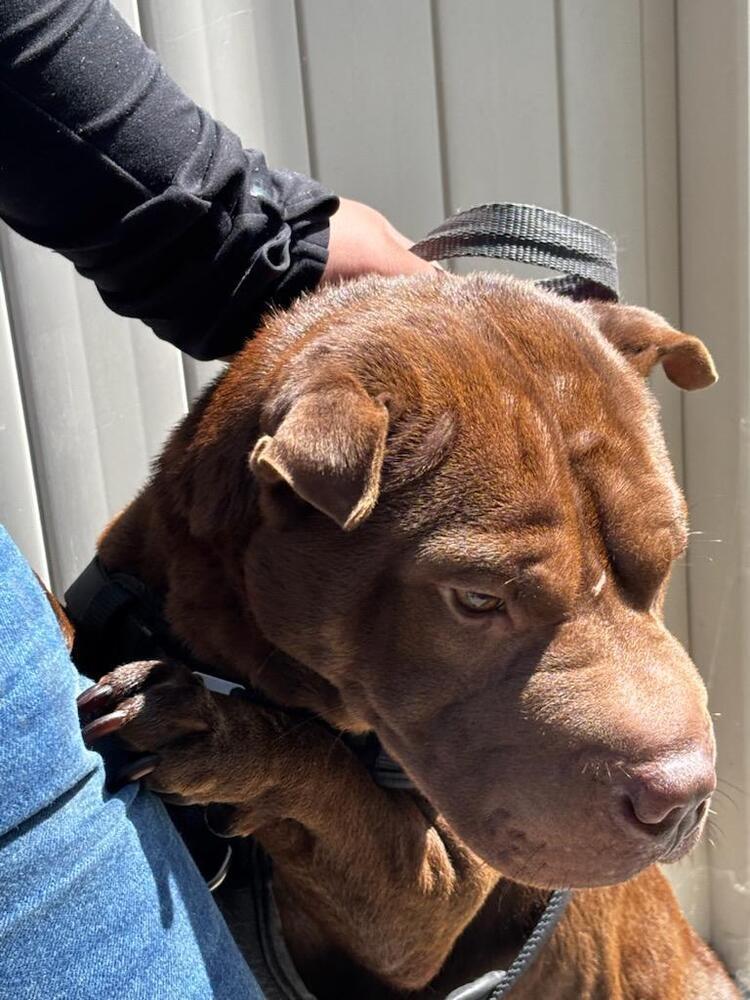 Sasha, a Adopted Shar-Pei in Bonita, CA image 2/3