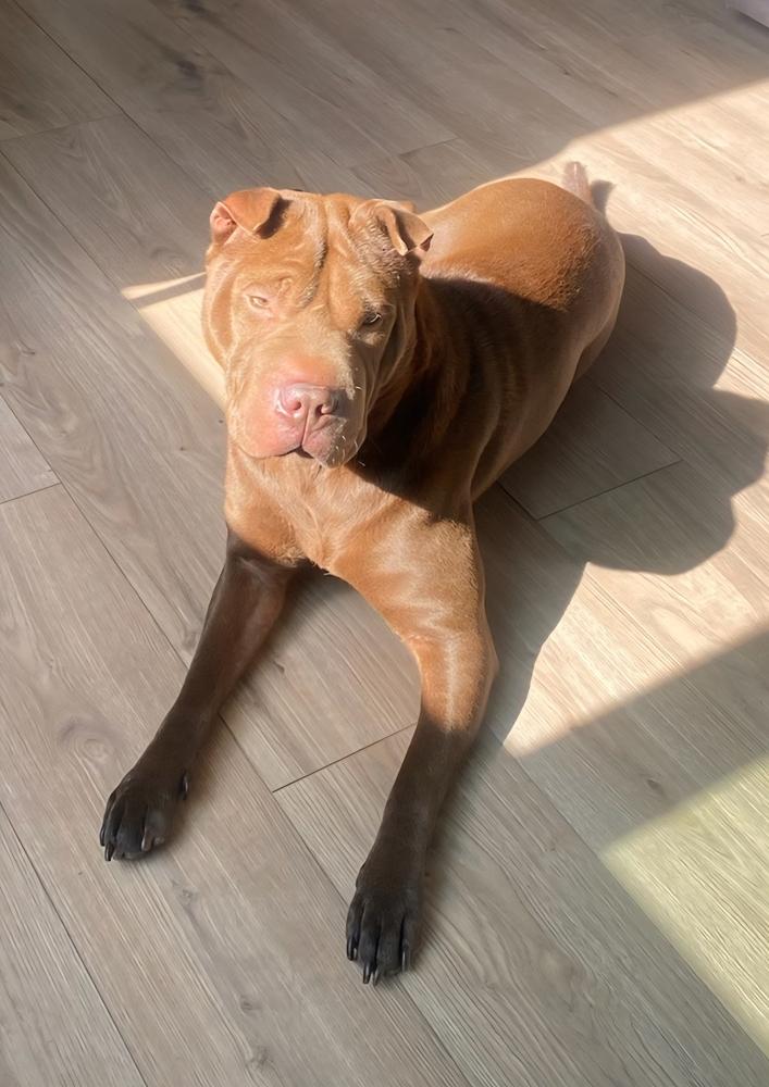 Sasha, a Adopted Shar-Pei in Bonita, CA image 3/3