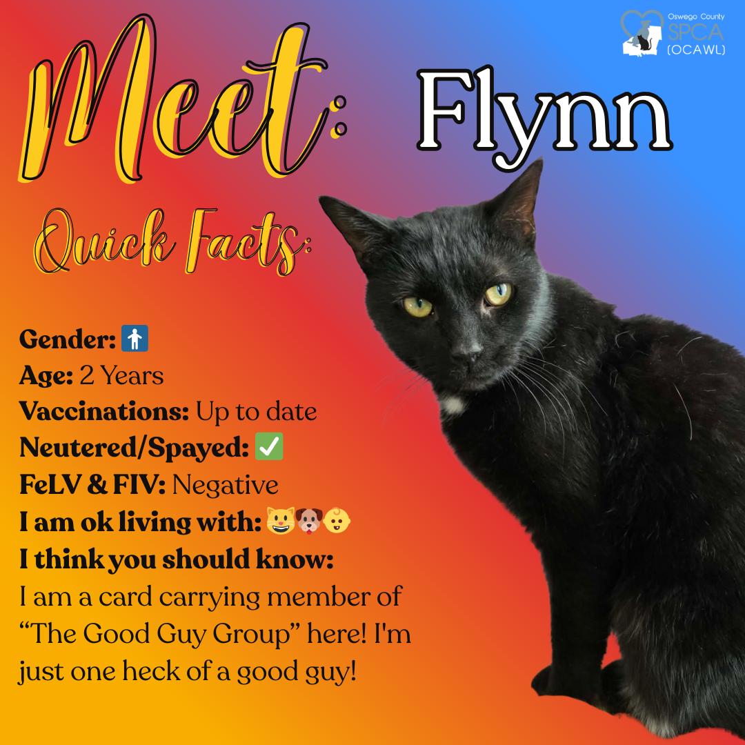 Enlarge Flynn, a ADOPTABLE Domestic Short Hair in Fulton, NY image 1/3