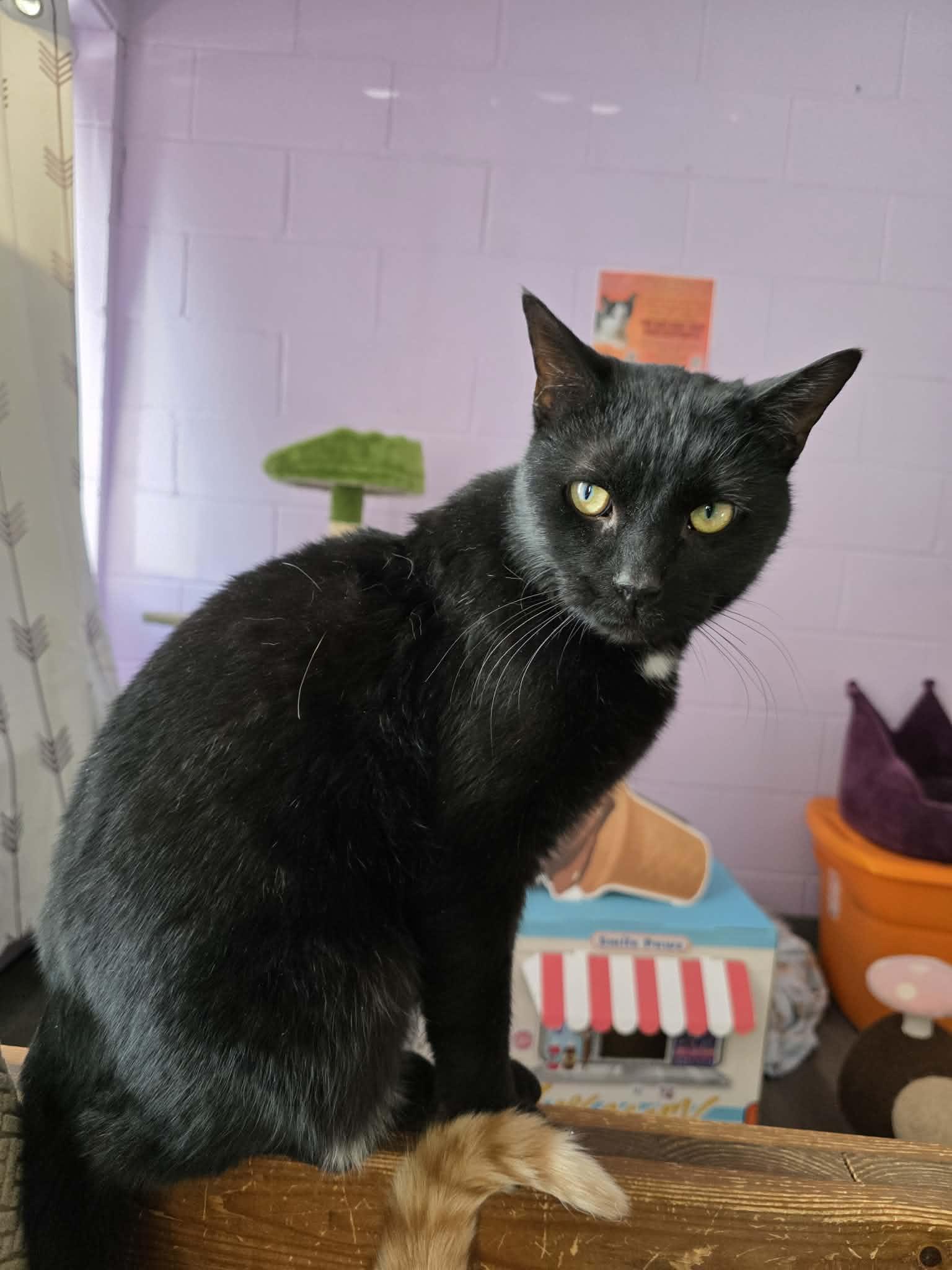 Enlarge Flynn, a ADOPTABLE Domestic Short Hair in Fulton, NY image 3/3