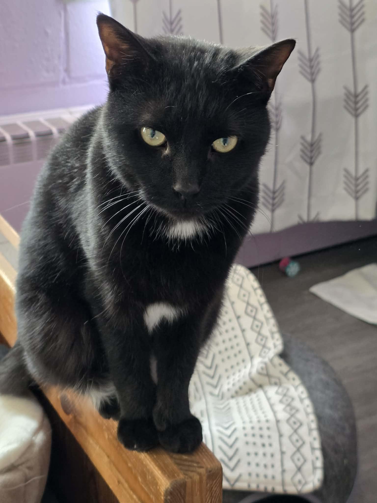 Enlarge Flynn, a ADOPTABLE Domestic Short Hair in Fulton, NY image 2/3