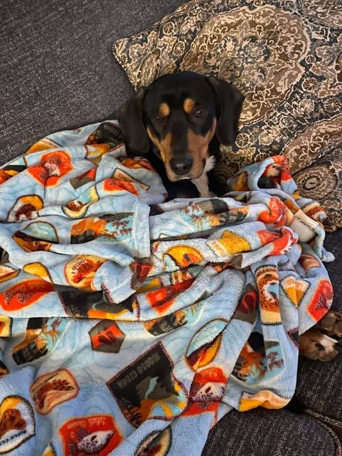 Enlarge Duke, an adopted mixed breed in Airville, PA image 1/6