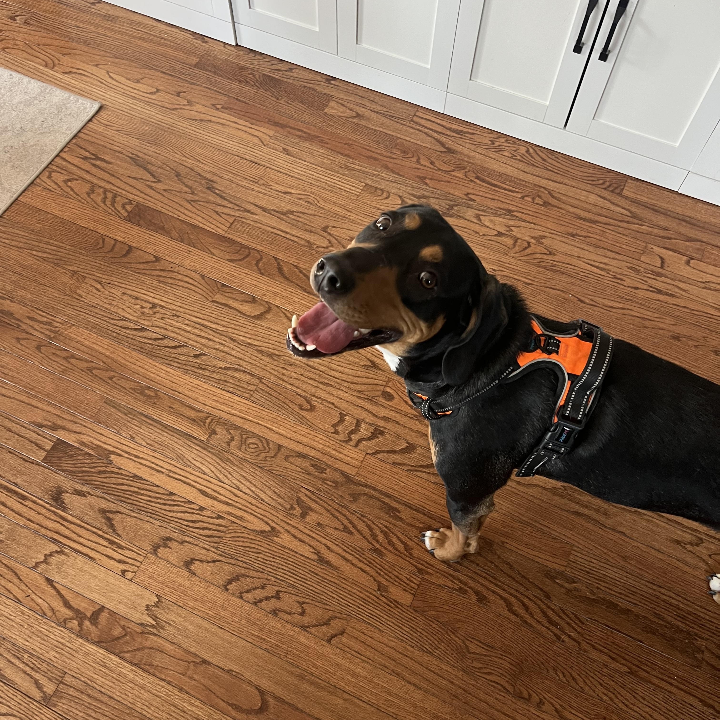 Enlarge Duke, an adopted mixed breed in Airville, PA image 2/6
