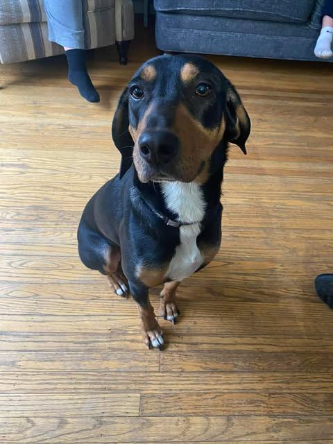 Enlarge Duke, an adopted mixed breed in Airville, PA image 4/6