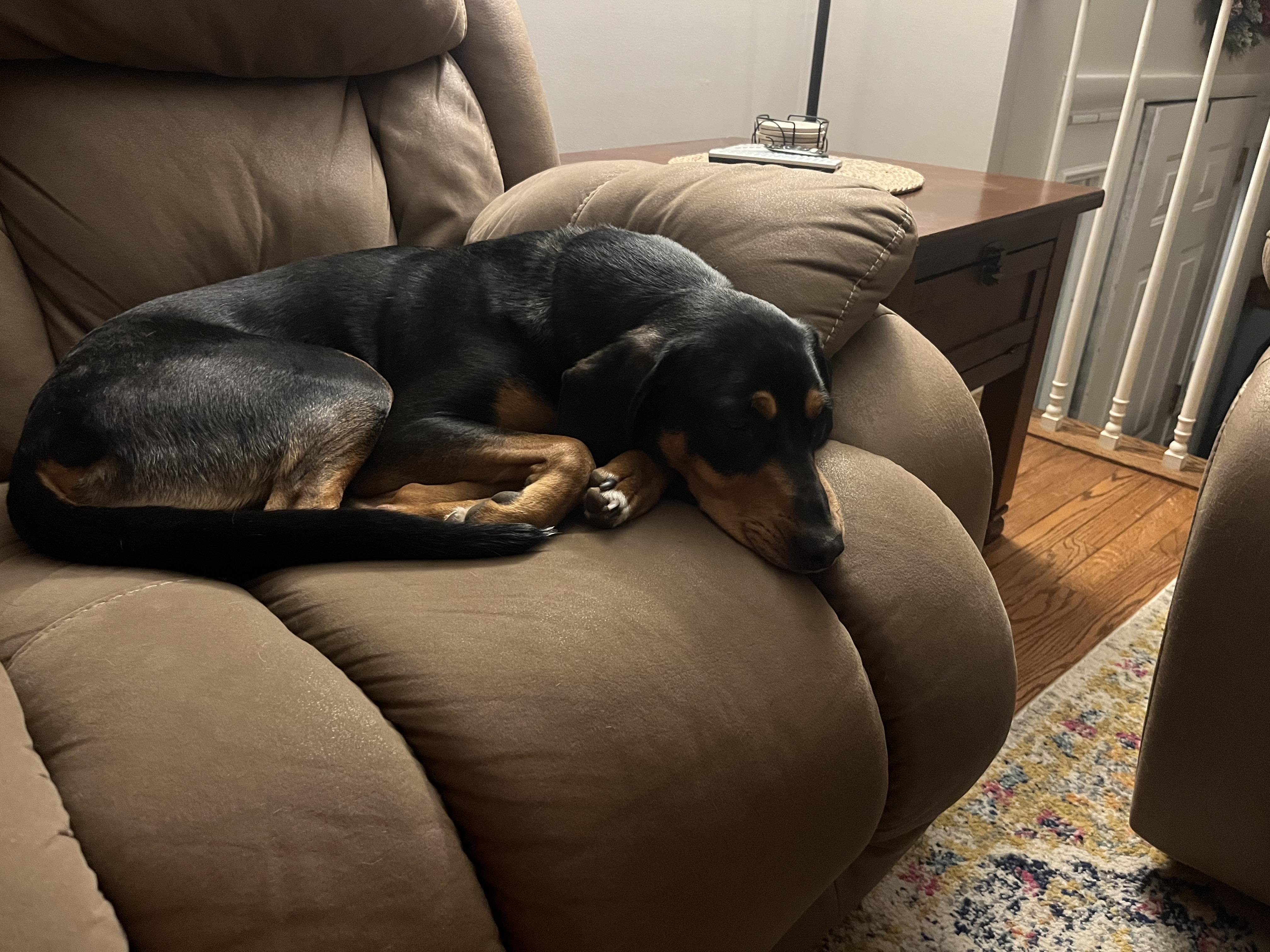 Enlarge Duke, an adopted mixed breed in Airville, PA image 5/6