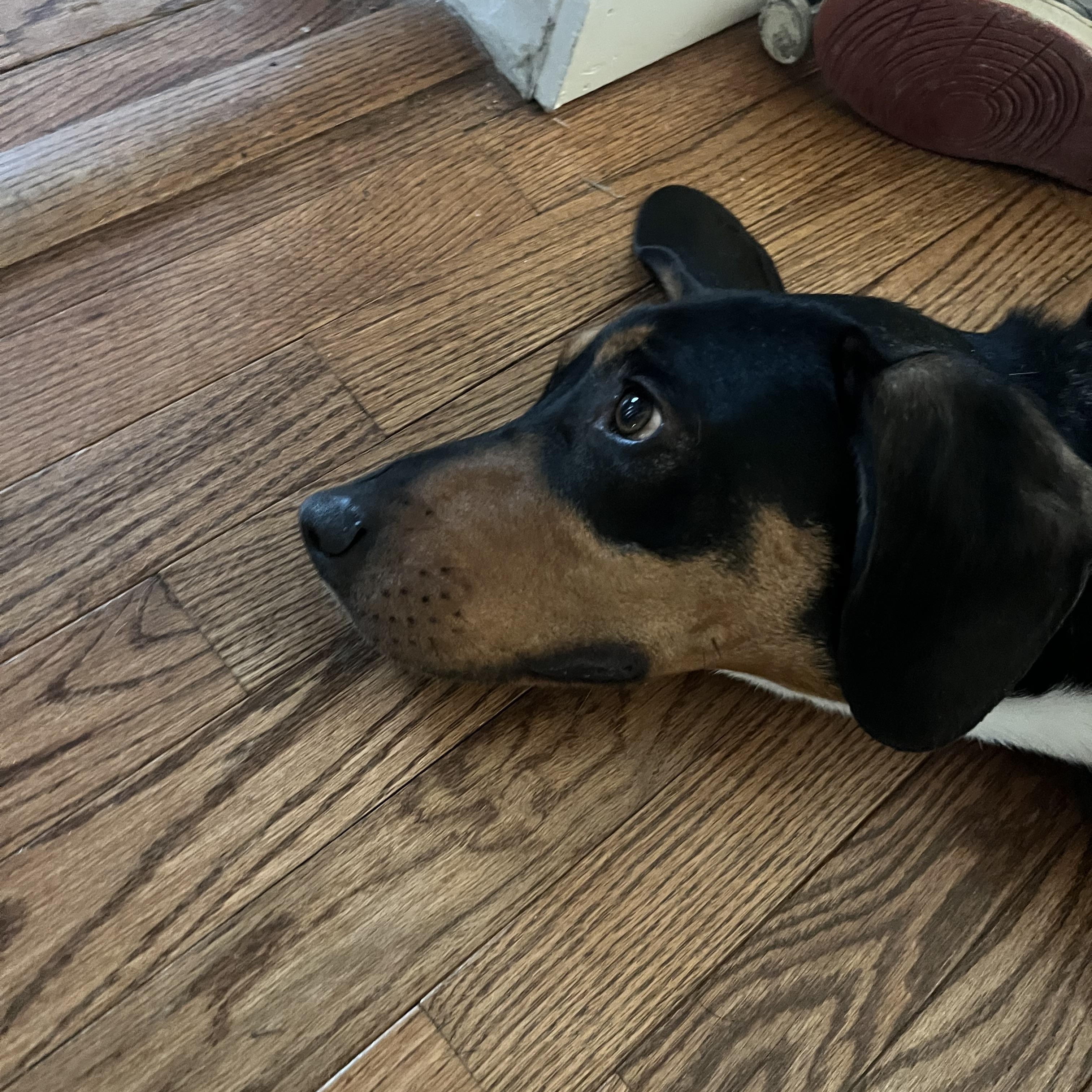 Enlarge Duke, an adopted mixed breed in Airville, PA image 6/6
