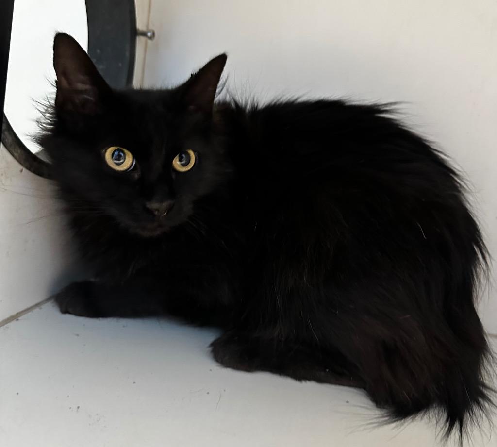 Enlarge Toothless, a Adoptable mixed breed in Newcastle, OK image 1/1