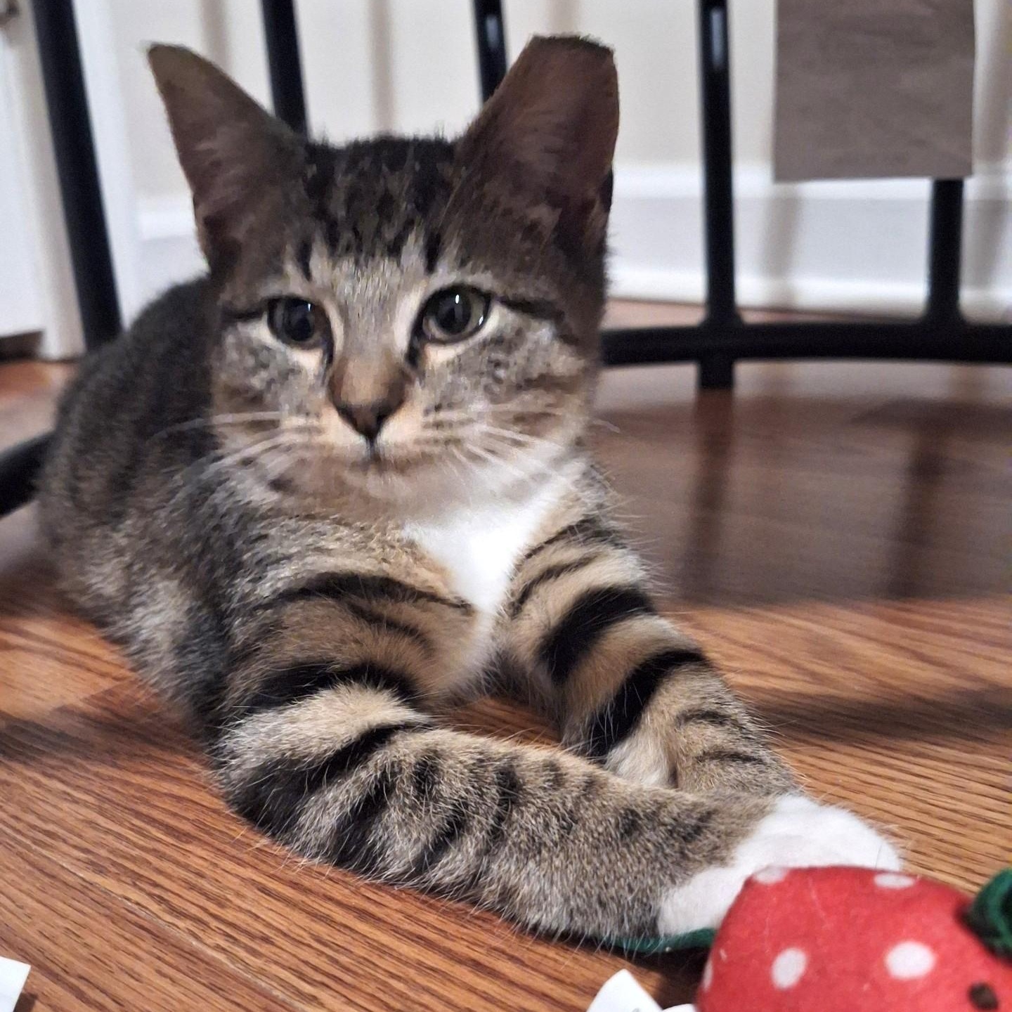 Nova, adoptable, Kitten Female Domestic Short Hair.