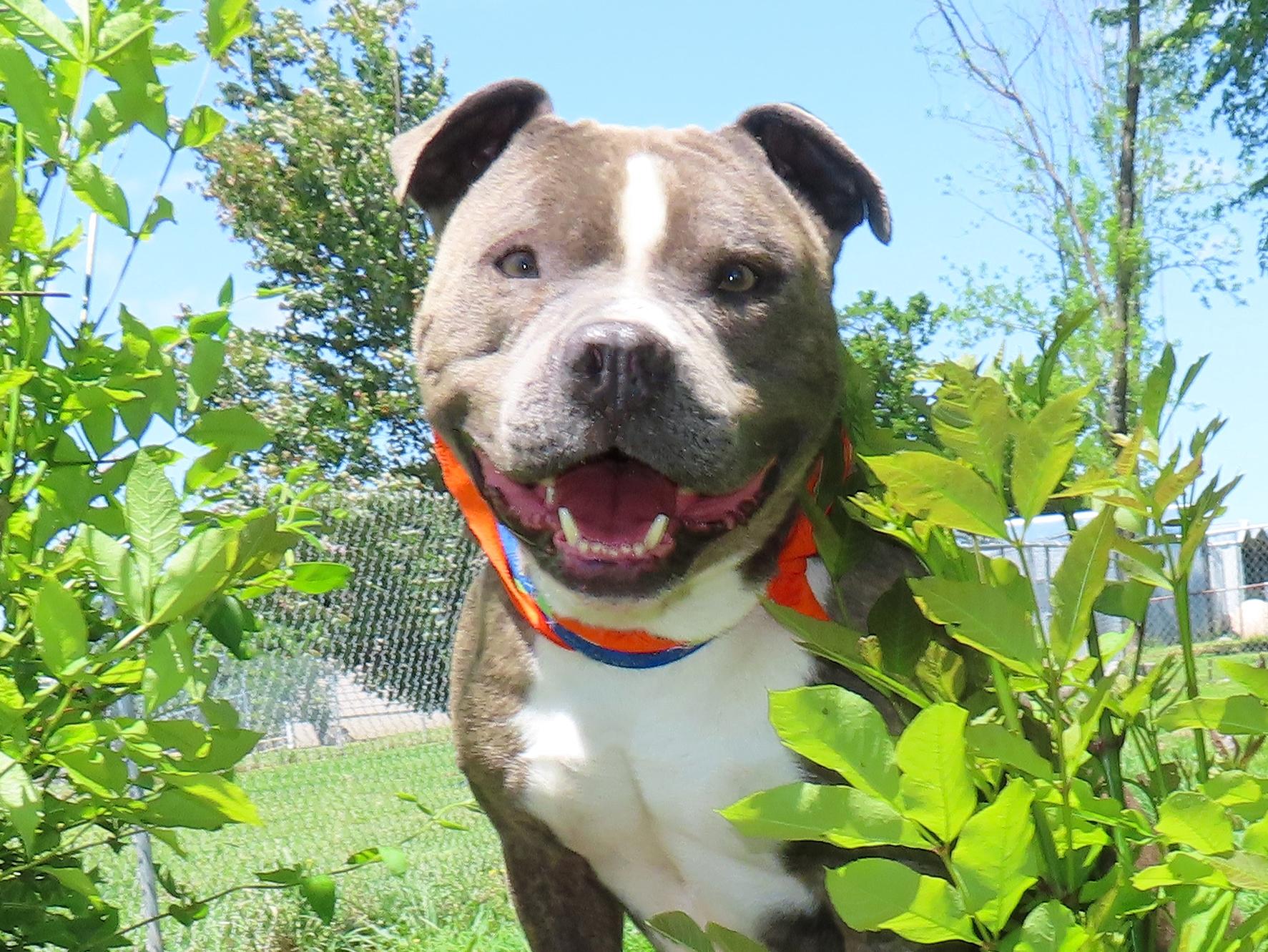 Enlarge Jr Baer  26C-78, a ADOPTABLE mixed breed in Rogers, AR image 1/5