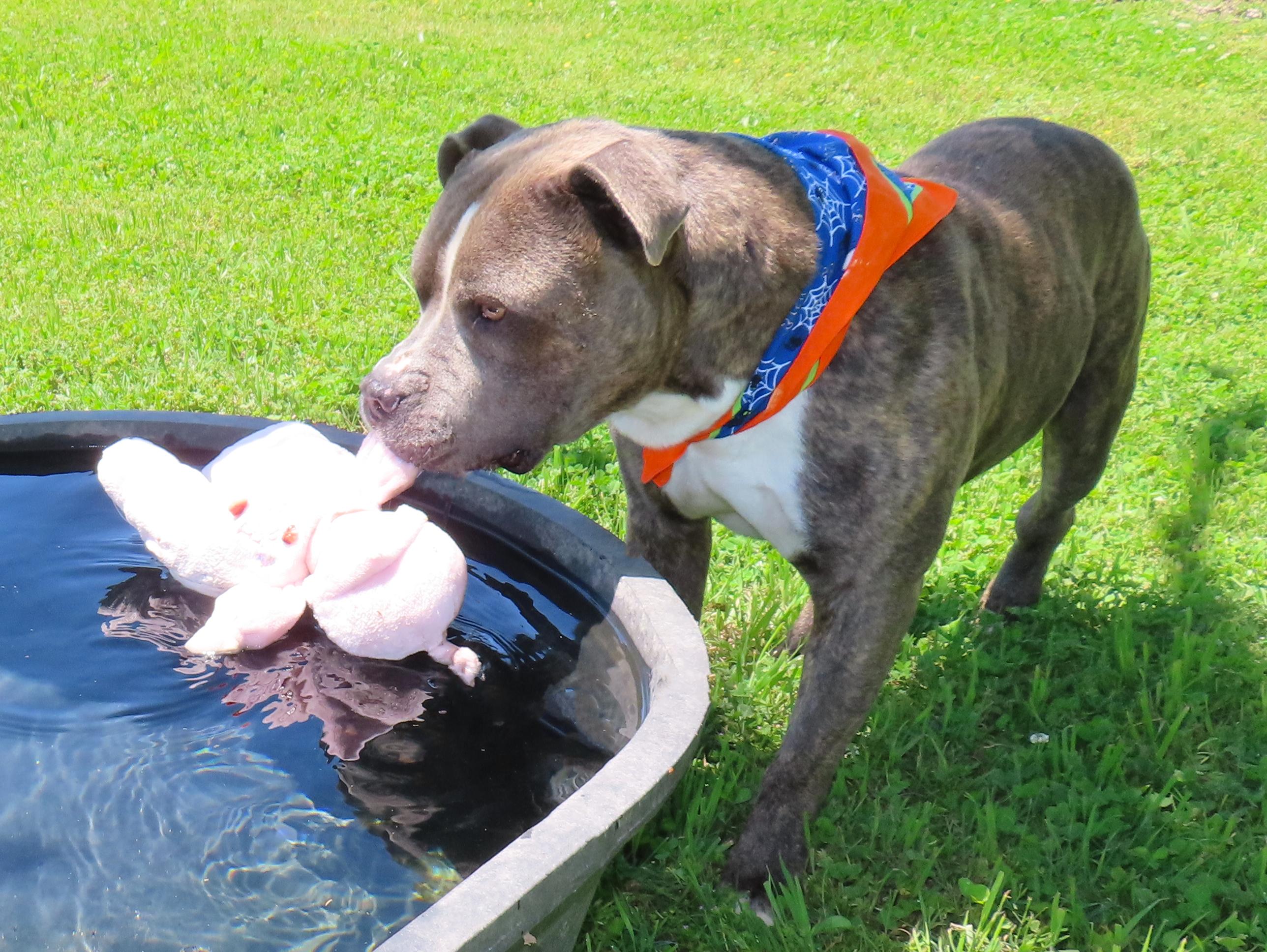Enlarge Jr Baer  26C-78, a ADOPTABLE mixed breed in Rogers, AR image 5/5