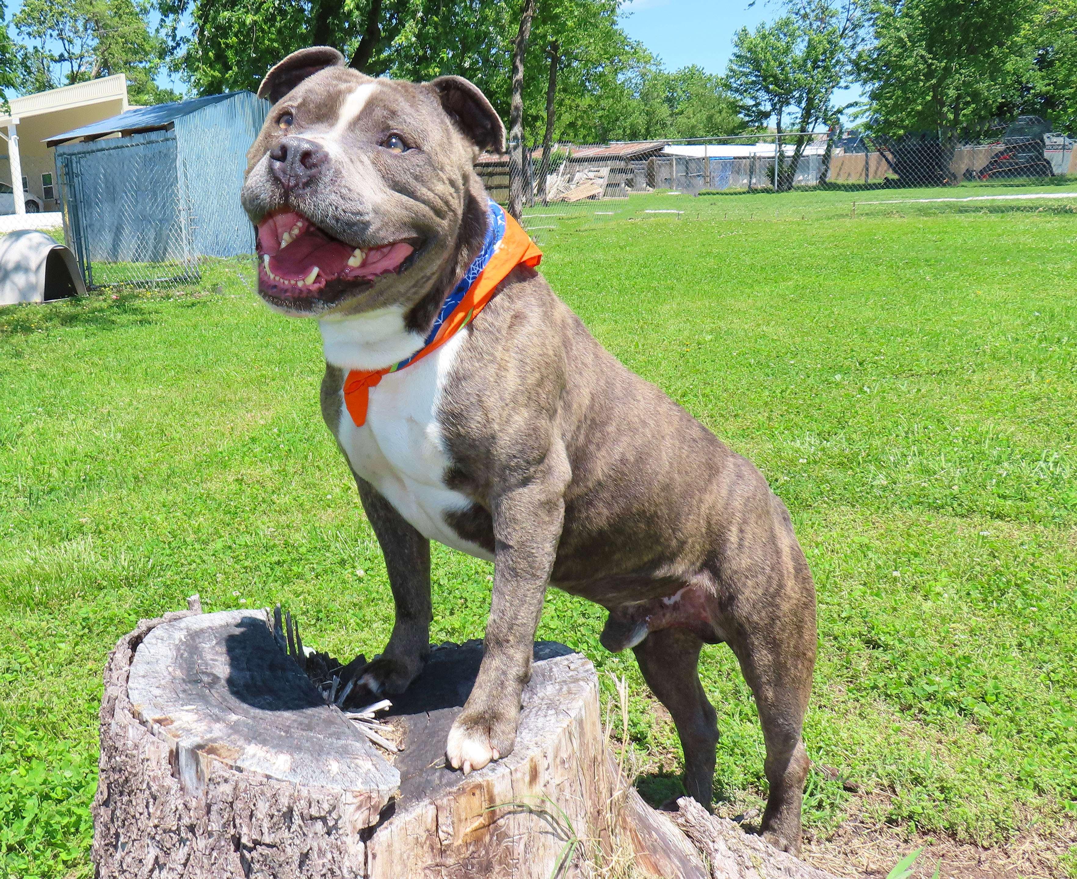 Enlarge Jr Baer  26C-78, a ADOPTABLE mixed breed in Rogers, AR image 4/5