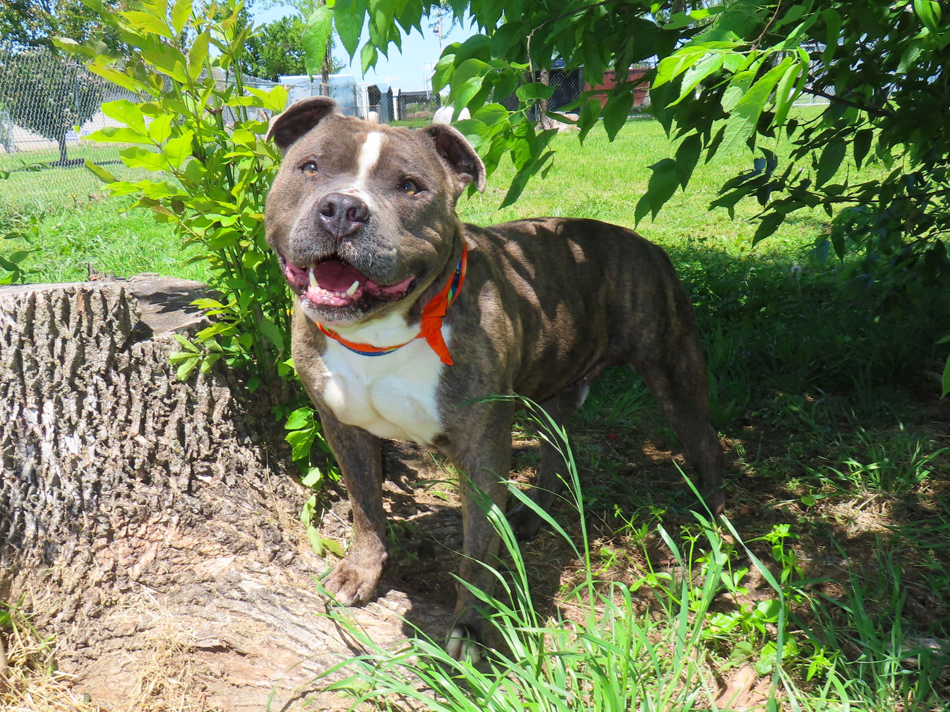 Enlarge Jr Baer  26C-78, a ADOPTABLE mixed breed in Rogers, AR image 3/5