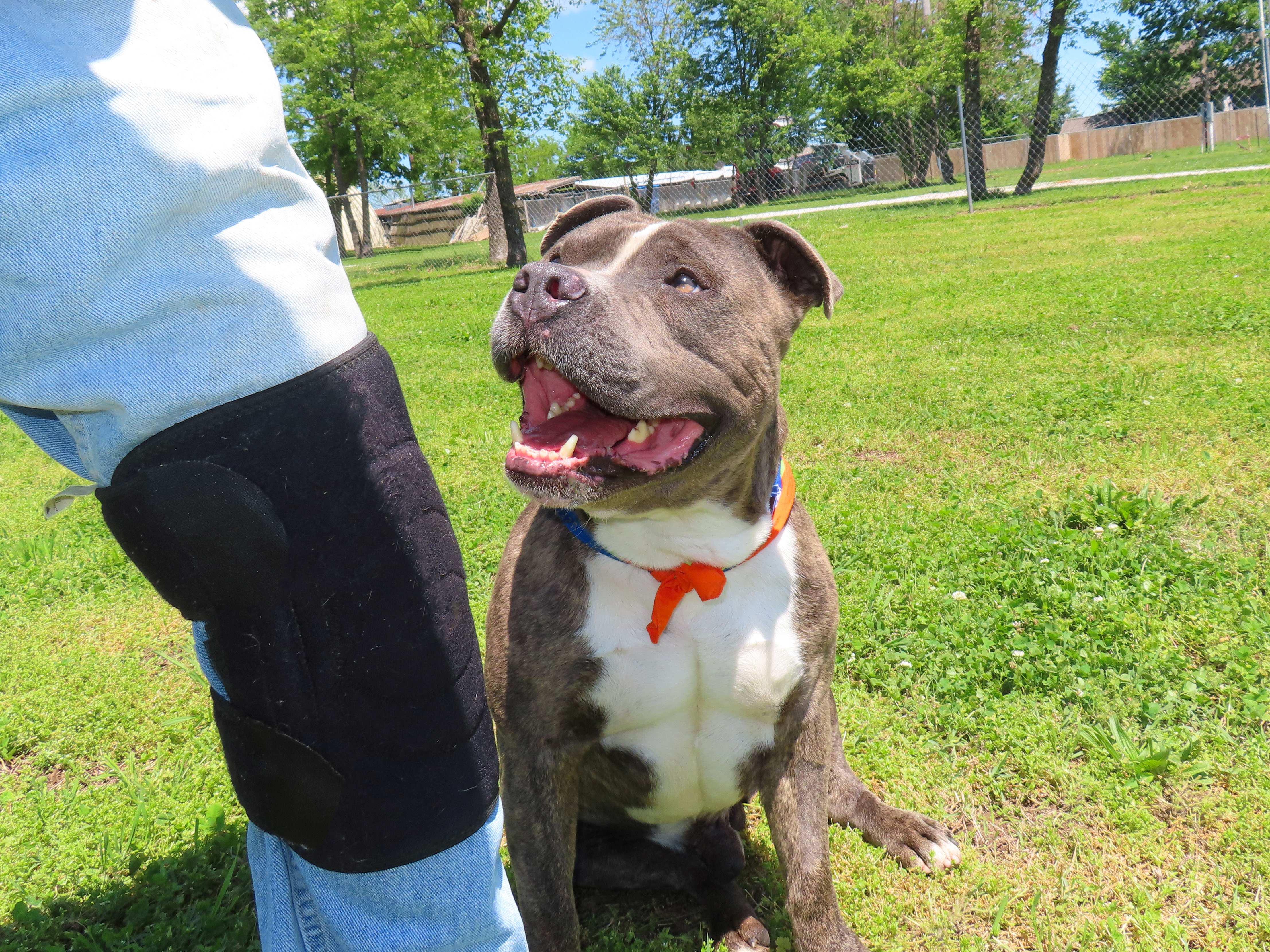 Enlarge Jr Baer  26C-78, a ADOPTABLE mixed breed in Rogers, AR image 2/5