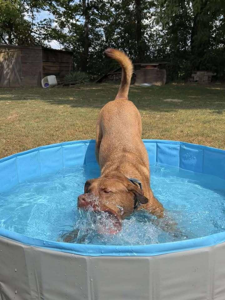 Asher, a Adoptable mixed breed in Lexington, TN image 1/6