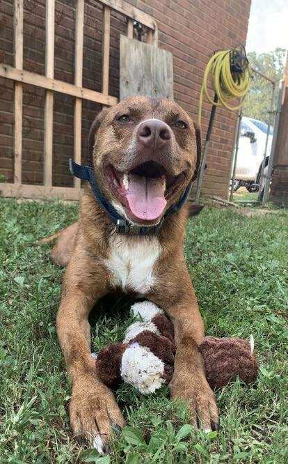 Asher, a Adoptable mixed breed in Lexington, TN image 2/6