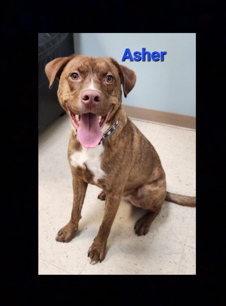 Asher, a Adoptable mixed breed in Lexington, TN image 3/6
