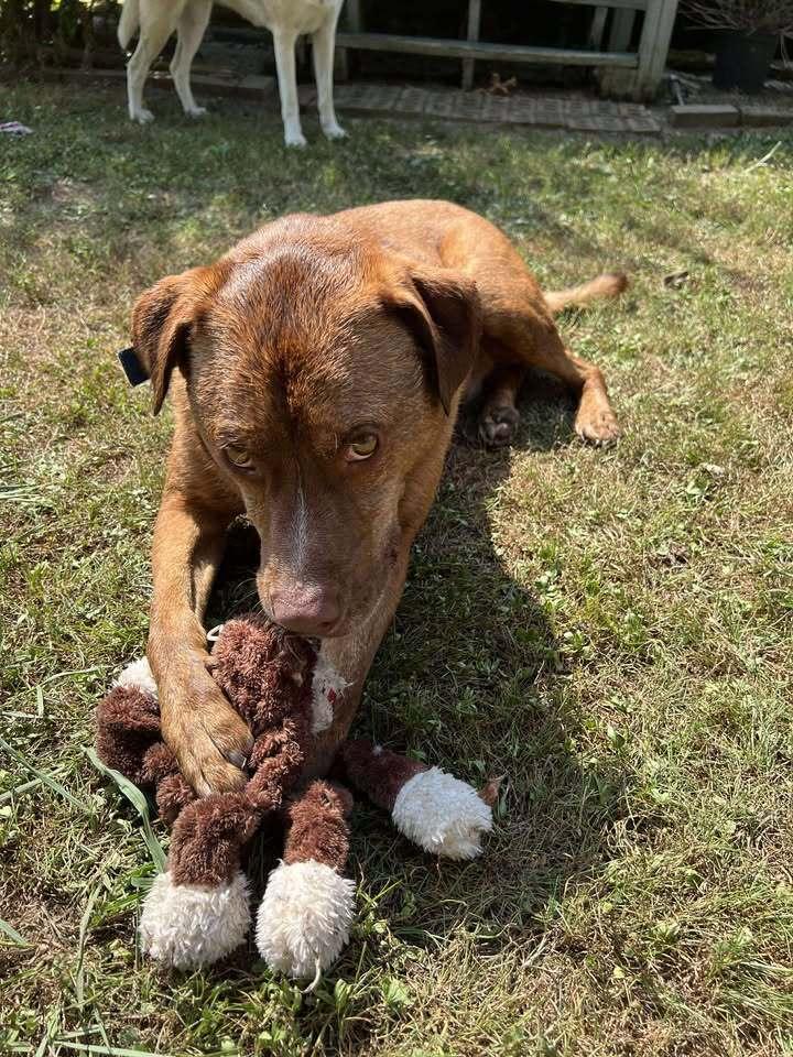 Asher, a Adoptable mixed breed in Lexington, TN image 4/6