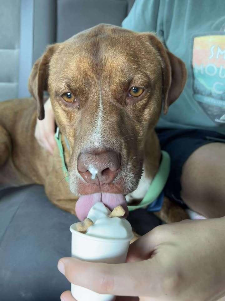 Asher, a Adoptable mixed breed in Lexington, TN image 5/6