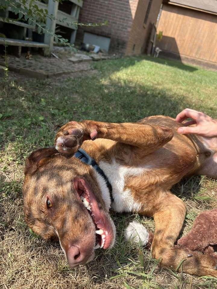 Asher, a Adoptable mixed breed in Lexington, TN image 6/6