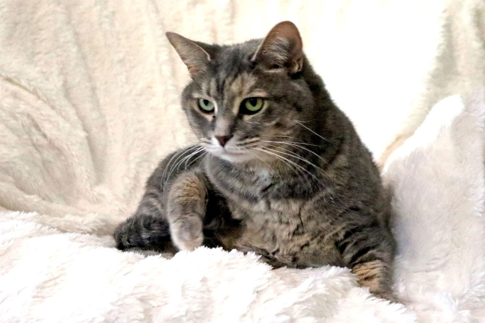 Renee, Adoptable, Adult Female Dilute Calico & Tabby.